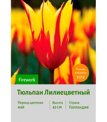 Тюльпан Лилиецветный Firework