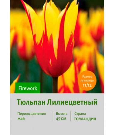 Тюльпан Лилиецветный Firework