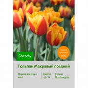 Тюльпан Махровый поздний Givenchy