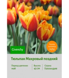 Тюльпан Махровый поздний Givenchy