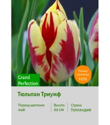 Тюльпан Триумф Grand Perfection