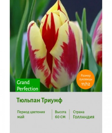 Тюльпан Триумф Grand Perfection