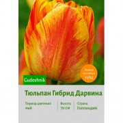 Тюльпан Гибрид Дарвина Gudoshnik