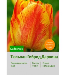 Тюльпан Гибрид Дарвина Gudoshnik