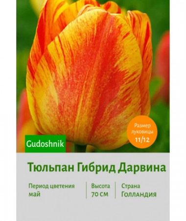 Тюльпан Гибрид Дарвина Gudoshnik