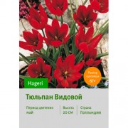 Тюльпан Видовой тюльпан Hageri