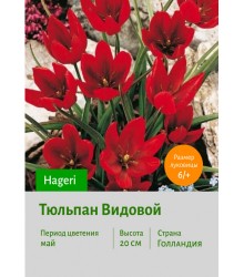 Тюльпан Видовой тюльпан Hageri