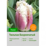 Тюльпан Бахромчатый Hawai