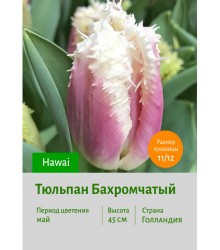 Тюльпан Бахромчатый Hawai