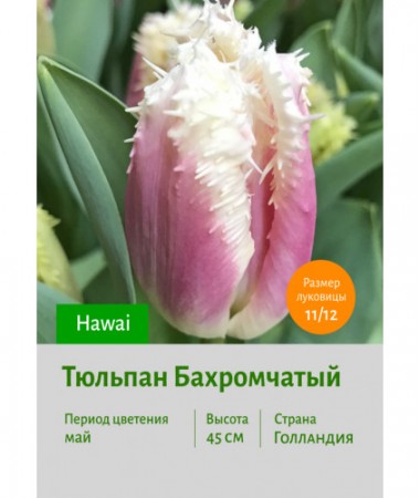 Тюльпан Бахромчатый Hawai