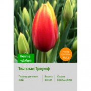 Тюльпан Триумф Hennie vd Most