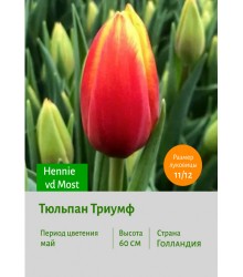 Тюльпан Триумф Hennie vd Most