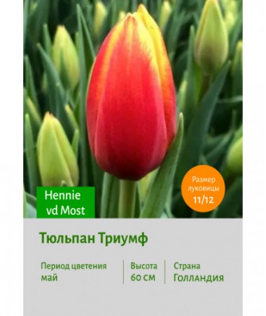 Тюльпан Триумф Hennie vd Most