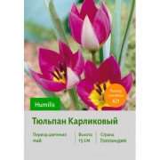 Тюльпан Карликовый Humilis