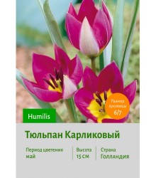 Тюльпан Карликовый Humilis