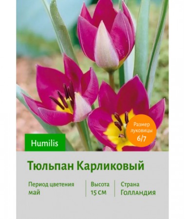 Тюльпан Карликовый Humilis