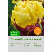 Тюльпан Махровый поздний Ice Cream Banana