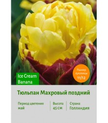 Тюльпан Махровый поздний Ice Cream Banana