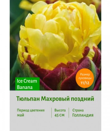 Тюльпан Махровый поздний Ice Cream Banana
