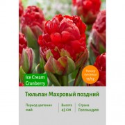 Тюльпан Махровый поздний Ice Cream Cranberry