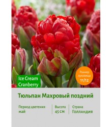 Тюльпан Махровый поздний Ice Cream Cranberry