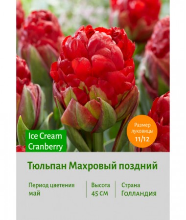 Тюльпан Махровый поздний Ice Cream Cranberry