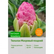 Тюльпан Махровый поздний Ice Cream Strawberry