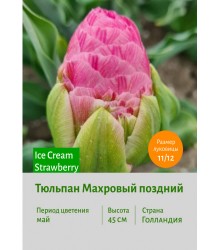 Тюльпан Махровый поздний Ice Cream Strawberry