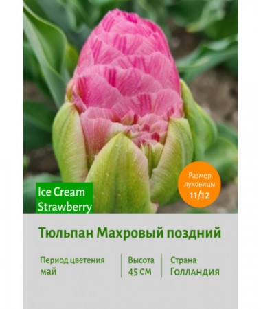 Тюльпан Махровый поздний Ice Cream Strawberry