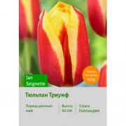 Тюльпан Триумф Jan Seignette