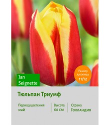 Тюльпан Триумф Jan Seignette
