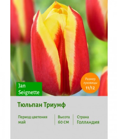 Тюльпан Триумф Jan Seignette
