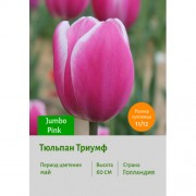 Тюльпан Триумф Jumbo Pink