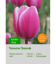 Тюльпан Триумф Jumbo Pink