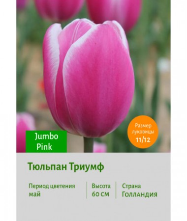 Тюльпан Триумф Jumbo Pink