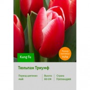 Тюльпан Триумф Kung Fu