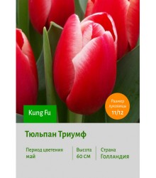 Тюльпан Триумф Kung Fu