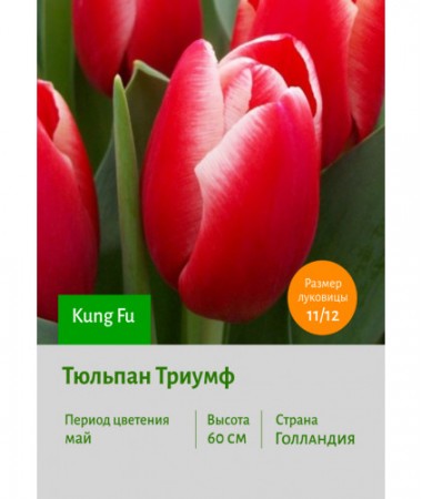 Тюльпан Триумф Kung Fu