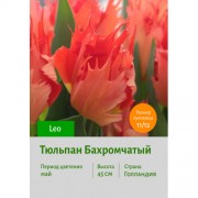 Тюльпан Бахромчатый Leo