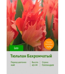 Тюльпан Бахромчатый Leo
