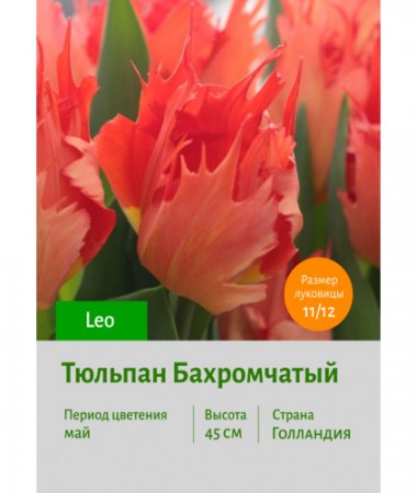 Тюльпан Бахромчатый Leo