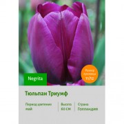 Тюльпан Триумф Negrita