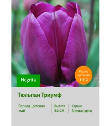Тюльпан Триумф Negrita