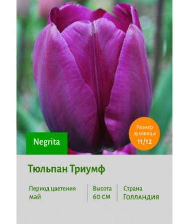 Тюльпан Триумф Negrita
