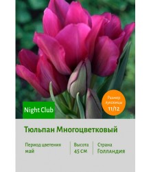 Тюльпан Многоцветковый Night Club