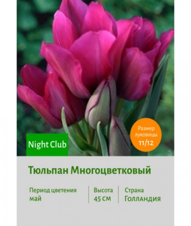 Тюльпан Многоцветковый Night Club