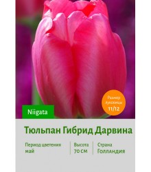 Тюльпан Гибрид Дарвина Niigata