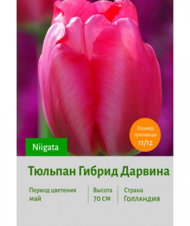 Тюльпан Гибрид Дарвина Niigata