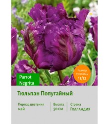Тюльпан Попугайный Parrot Negrita