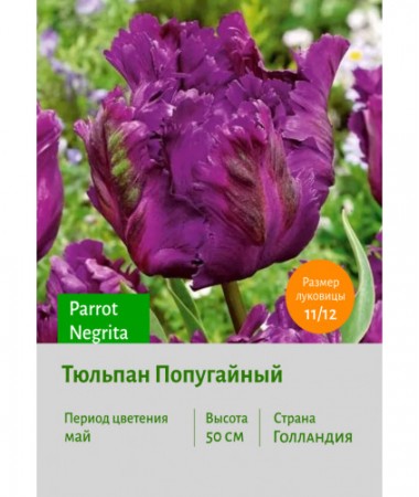 Тюльпан Попугайный Parrot Negrita